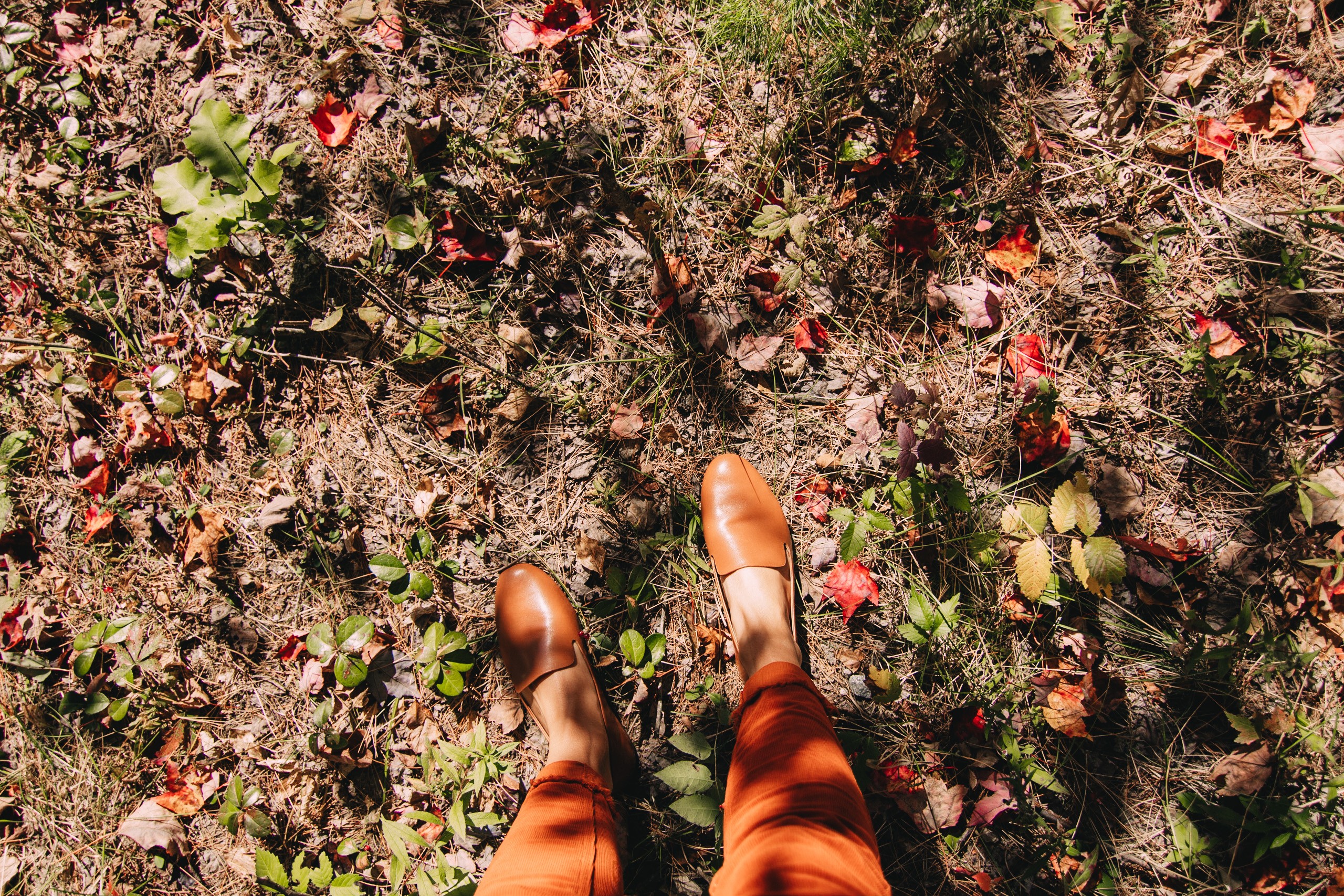 fall leaves on the ground